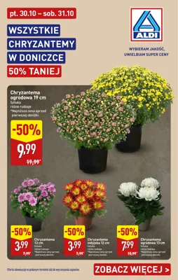 Aldi Chryzantemy